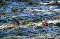 The Frost Came and Went